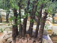 秋季金豆下山桩生桩才发芽能爱长吗