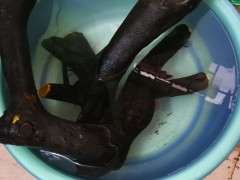 金弹子下山桩生桩怎么用椰砖加风化石种植