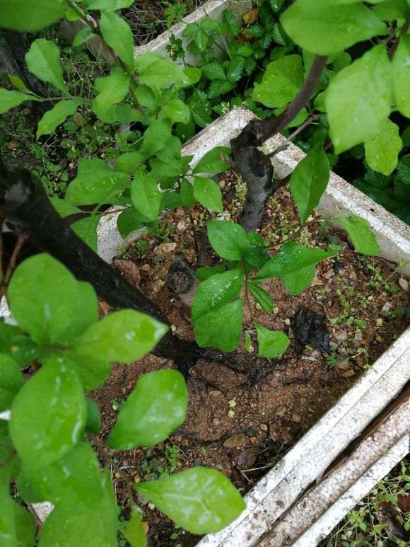 老鸦柿下山桩开花了 是公的 怎么办