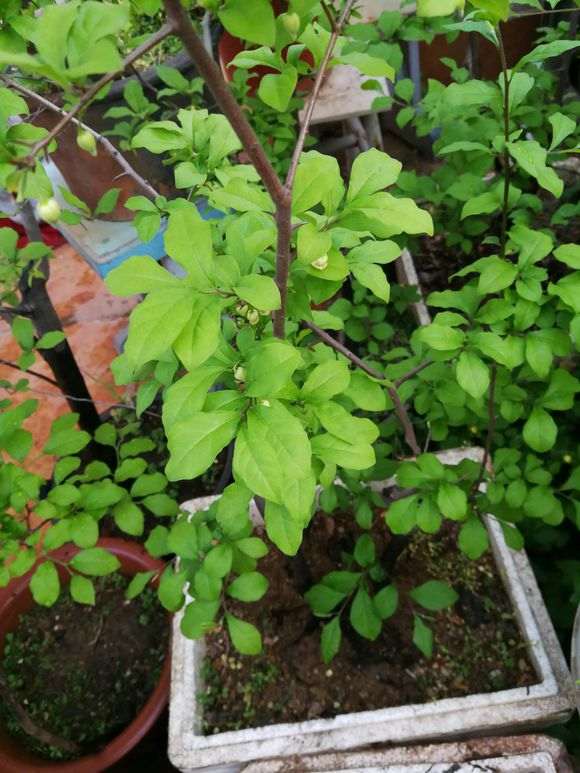 老鸦柿下山桩开花了 是公的 怎么办