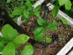 老鸦柿下山桩开花了 是公的 怎么办