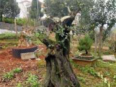 金弹子下山桩的锯口分泌油脂 怎么办