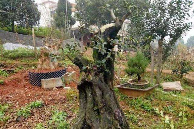 金弹子下山桩的锯口分泌油脂