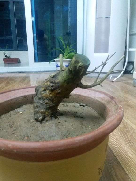 夏天对节白腊下山桩生桩 要缠膜套袋吗