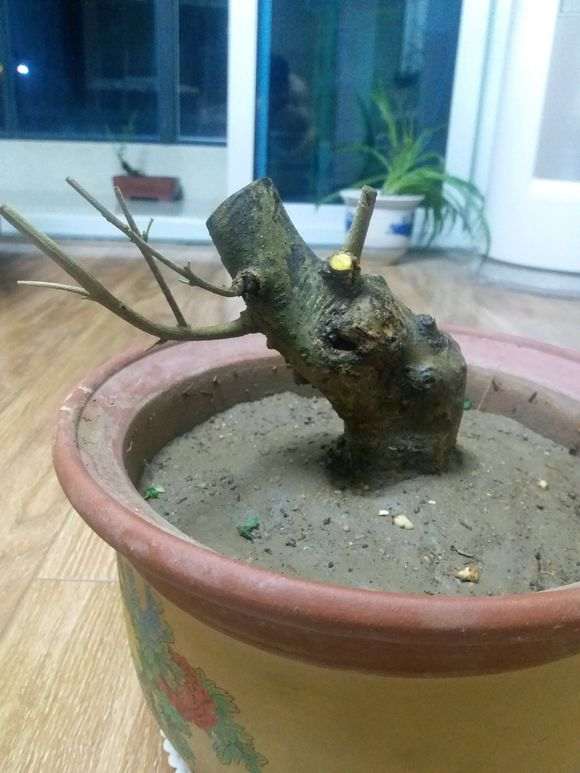 夏天对节白腊下山桩生桩 要缠膜套袋吗