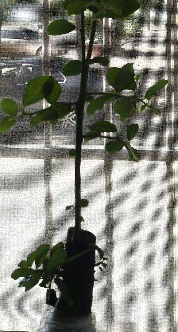 下山桩出芽后枝条上再发二级 怎么办