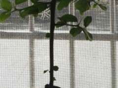 下山桩出芽后枝条上再发二级 怎么办