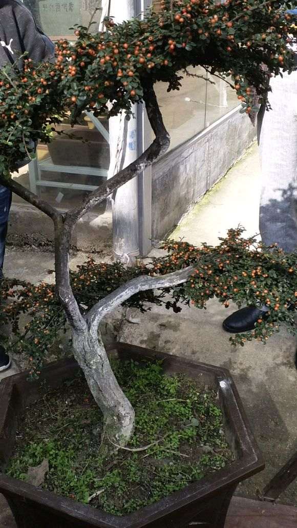 平枝荀子下山桩用什么土养成活率最好