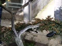 平枝荀子下山桩用什么土养成活率最好