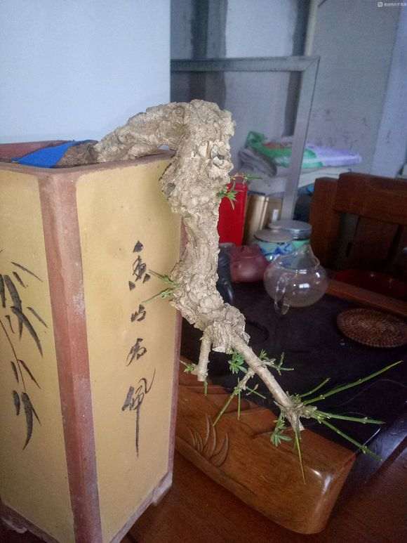 九寨下山桩生桩可惜没花 怎么办