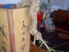 九寨下山桩生桩可惜没花 怎么办