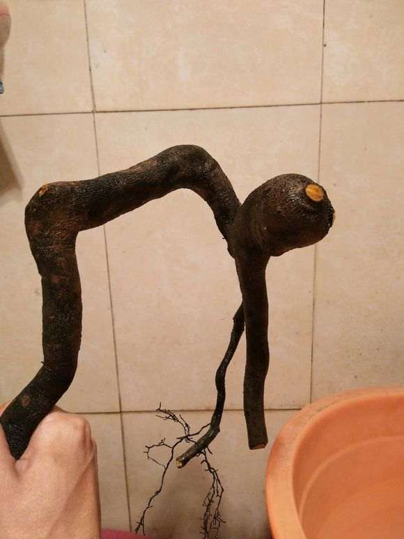 为什么下山桩生桩的盆土不能太湿