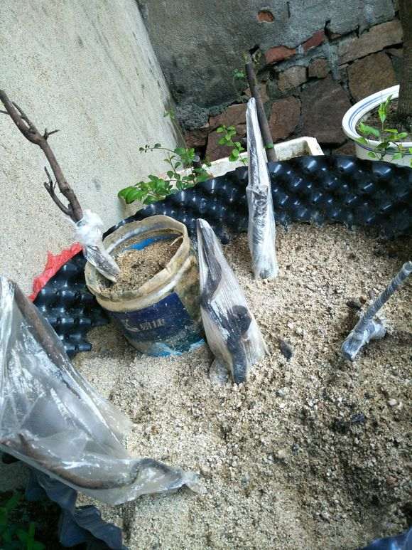 8月9号的下山桩生桩居然来芽了
