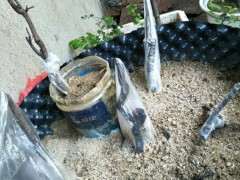 8月9号的下山桩生桩居然来芽了