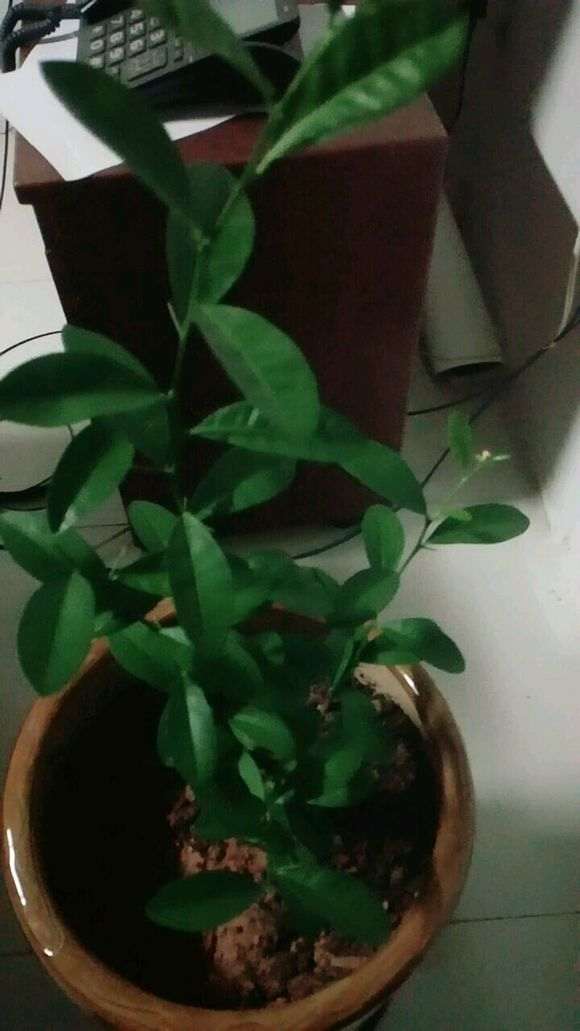 下山桩生桩套袋养护