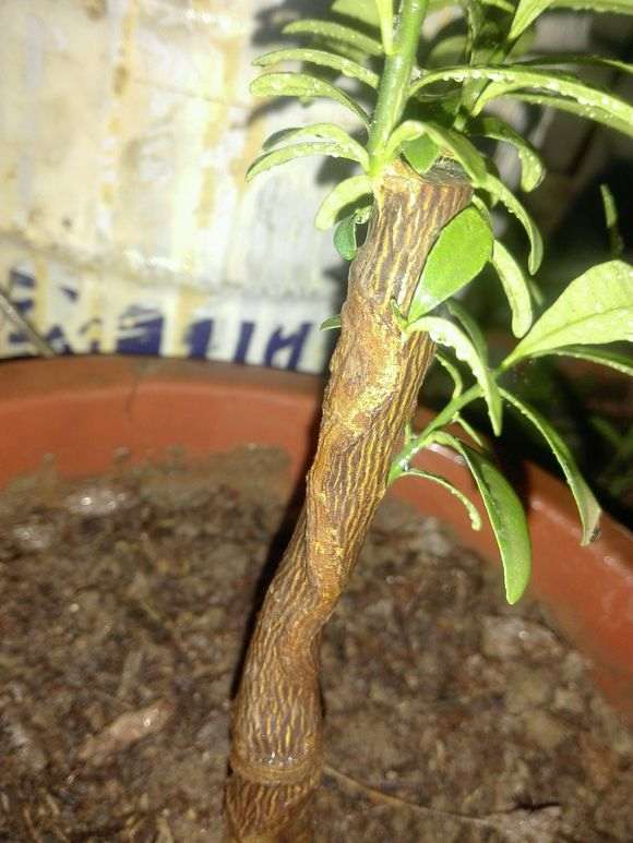 下山桩生桩套袋养护
