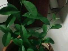 下山桩生桩套袋养护 新芽很长了