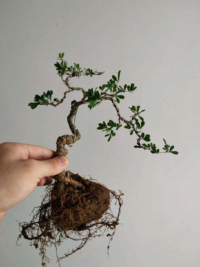 图解 金雀盆景怎么换盆改造的方法