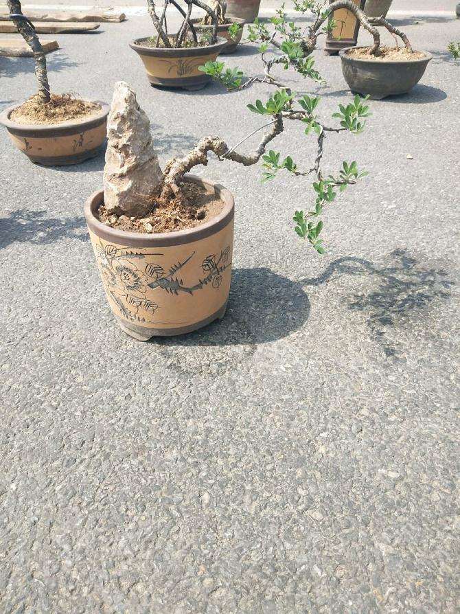 图解 金雀盆景怎么换盆改造的方法