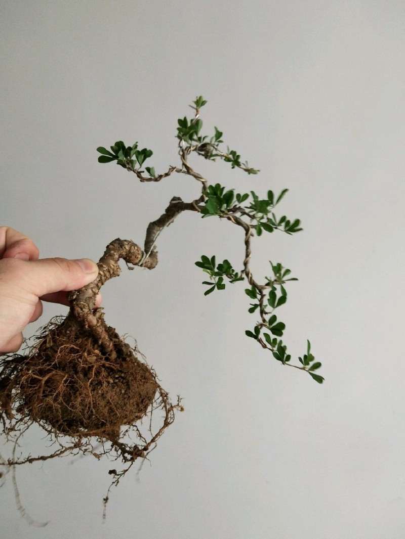 图解 金雀盆景怎么换盆改造的方法