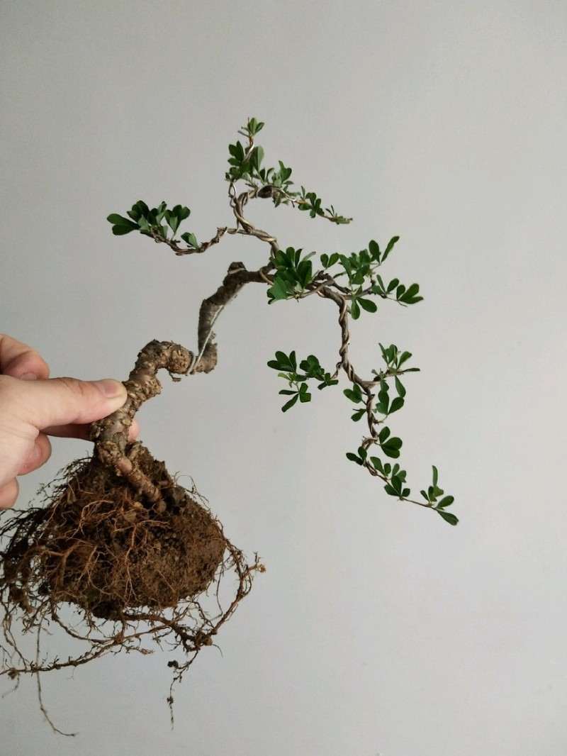 图解 金雀盆景怎么换盆改造的方法