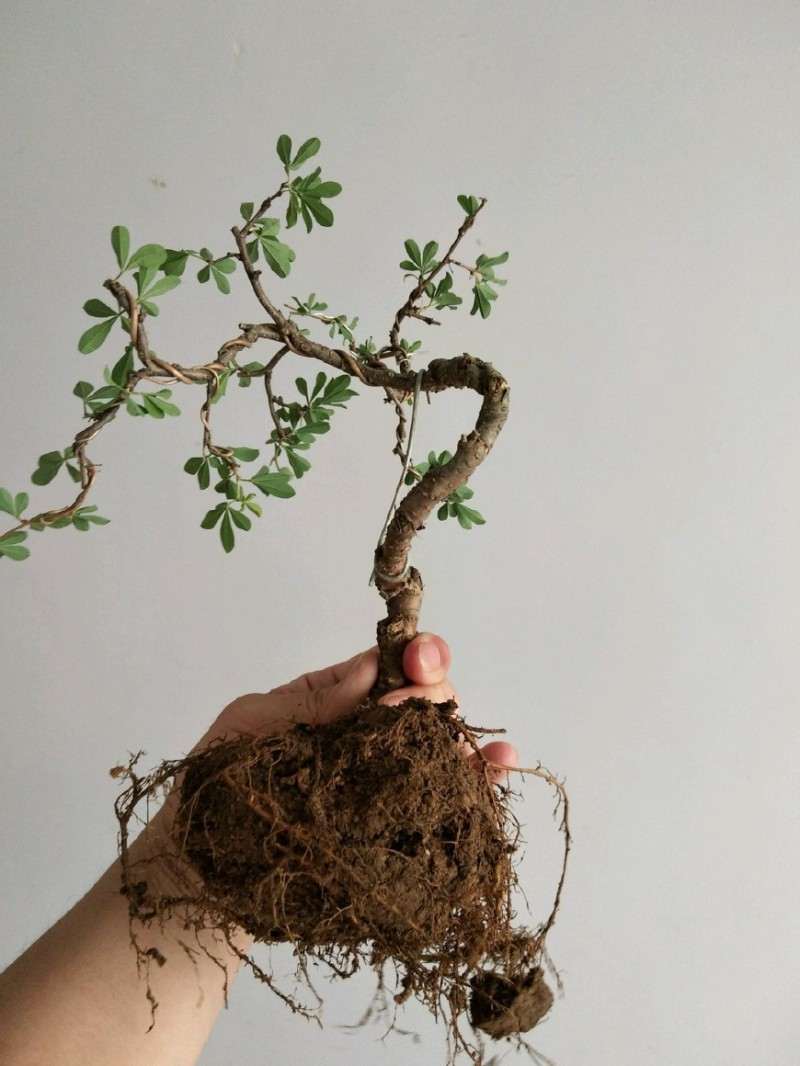 图解 金雀盆景怎么换盆改造的方法