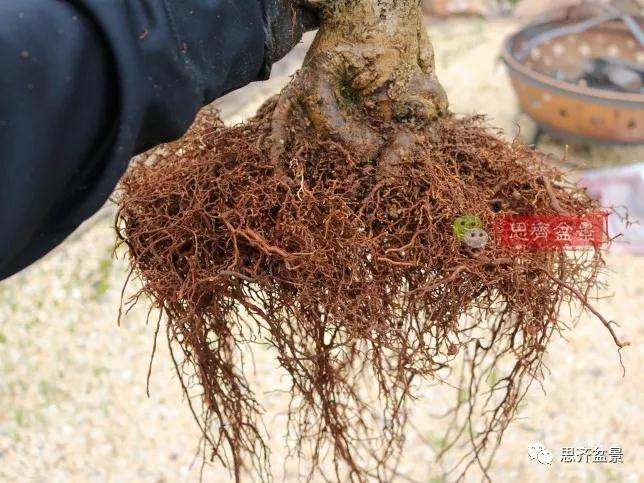 图解 金雀盆景怎么换盆改造的方法