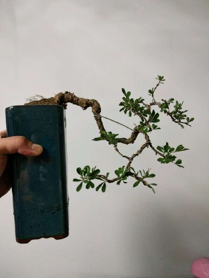 图解 金雀盆景怎么换盆改造的方法