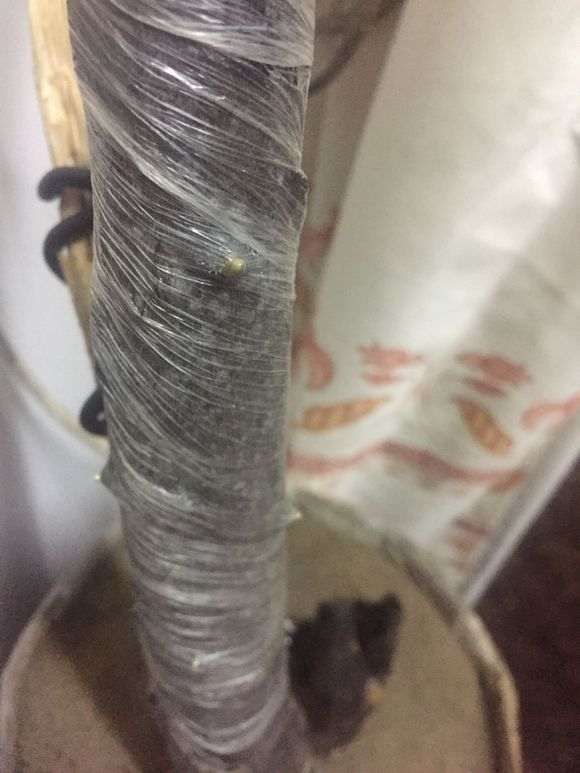 金弹子下山桩生桩是套袋好 还是缠膜好