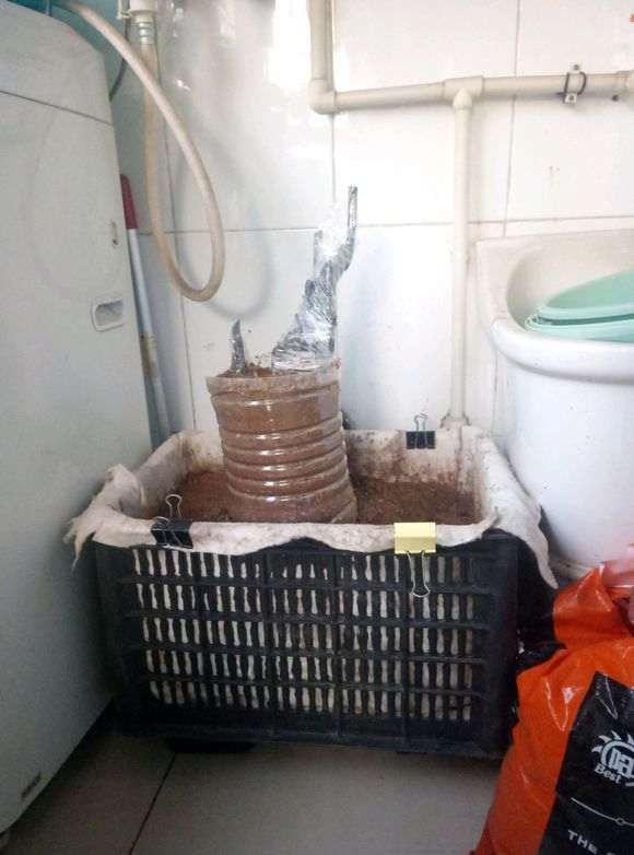 下山桩的根部截口用红霉素涂抹 可以吗