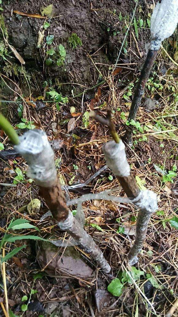 嫁接月季 枮木山木香下山桩生桩算活了吗
