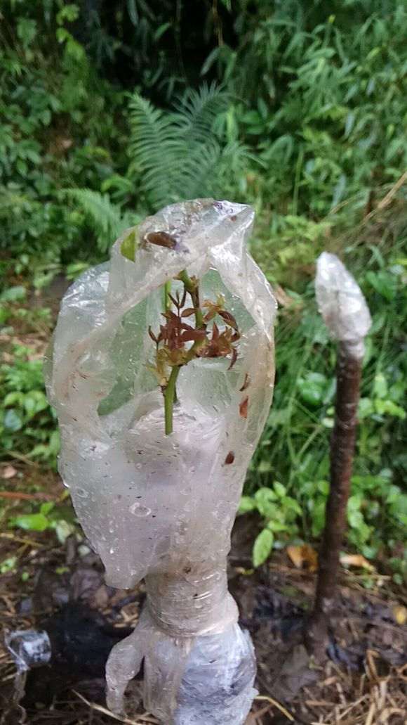 嫁接月季 枮木山木香下山桩生桩算活了吗
