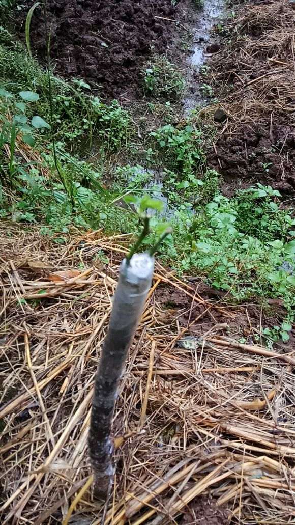 嫁接月季 枮木山木香下山桩生桩算活了吗