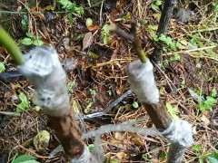 嫁接月季 枮木山木香下山桩生桩算活了吗