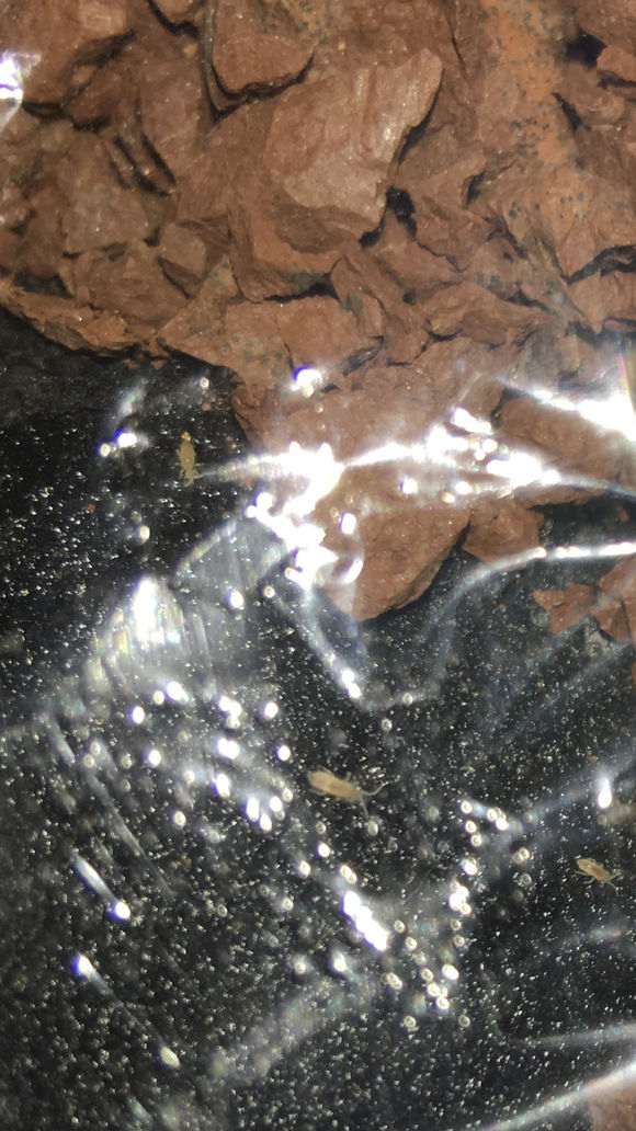 下山桩生桩发现有很多虫子