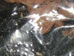 下山桩生桩发现有很多虫子 怎么办