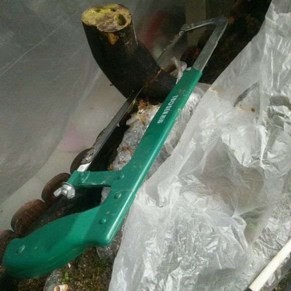 室内这棵倒栽的下山桩生桩嫁接了