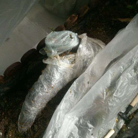 室内这棵倒栽的下山桩生桩嫁接了