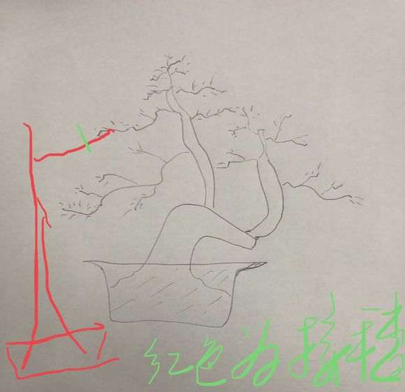 室内这棵倒栽的下山桩生桩嫁接了