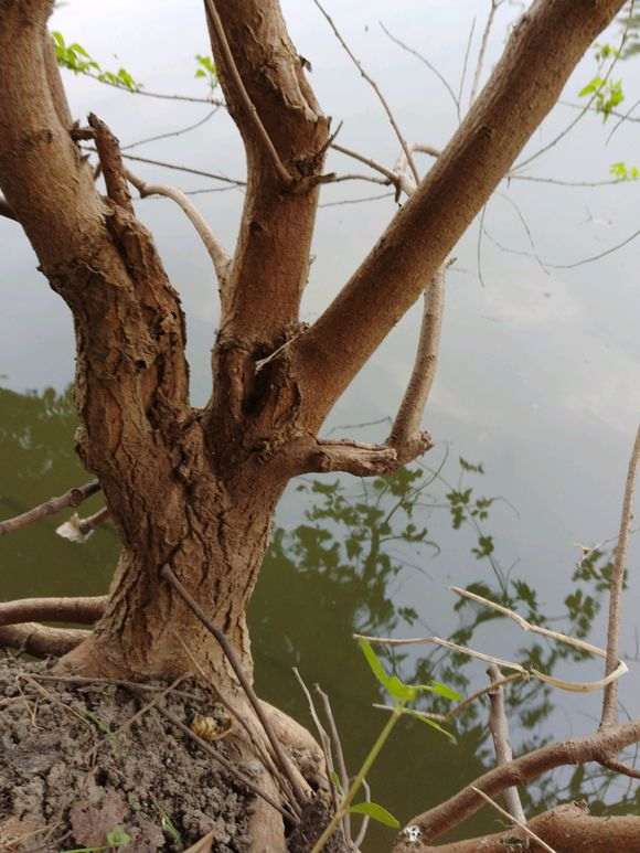 听说乌桕下山桩有毒