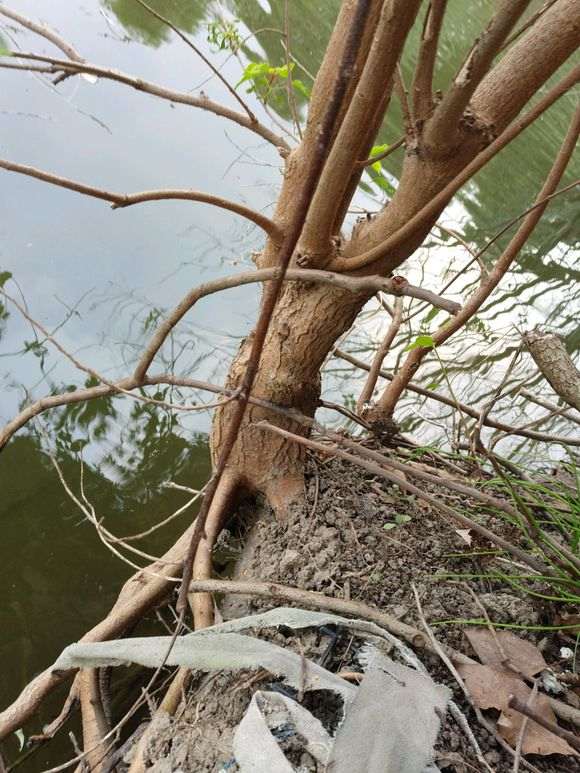 听说乌桕下山桩有毒