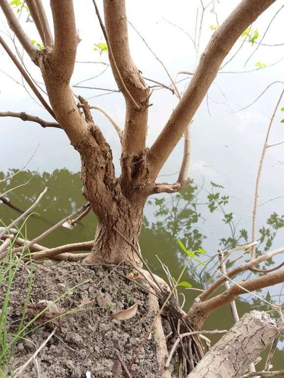 听说乌桕下山桩有毒