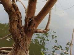 听说乌桕下山桩有毒 是不是真的