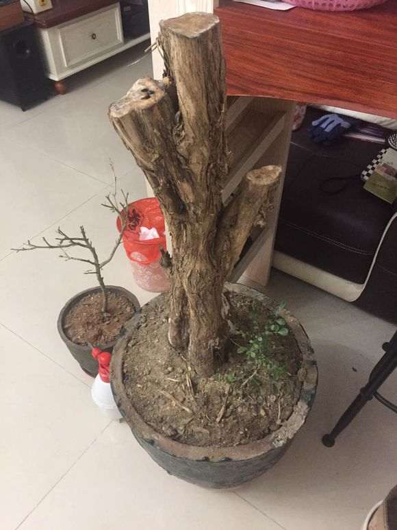 九里香下山桩发芽后枯萎了 怎么办