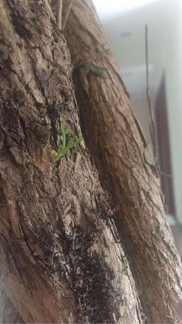 九里香下山桩发芽后枯萎了 怎么办