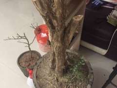 九里香下山桩发芽后枯萎了 怎么办