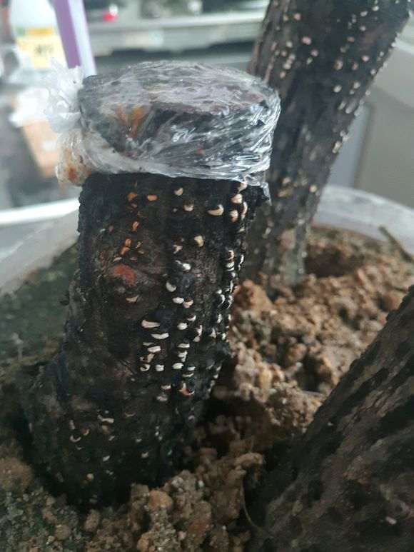 下山桩生桩还会发芽吗