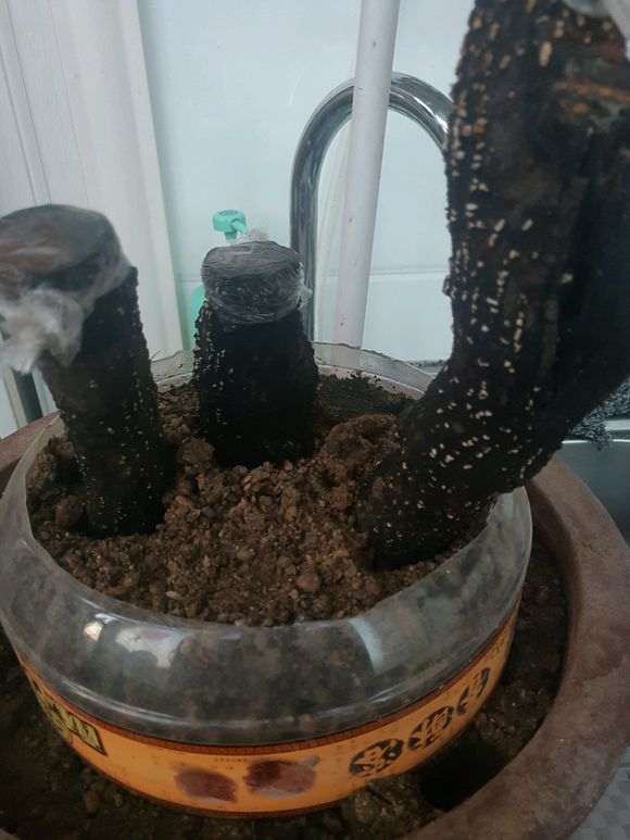 下山桩生桩还会发芽吗