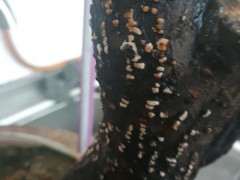 气温高 下山桩生桩套袋缠膜 还发芽吗