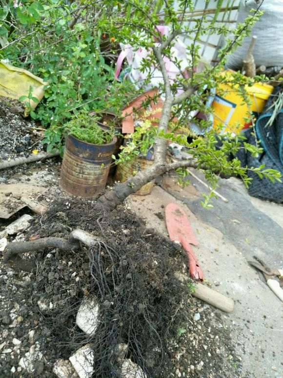 下山死生桩怎么配土的方法